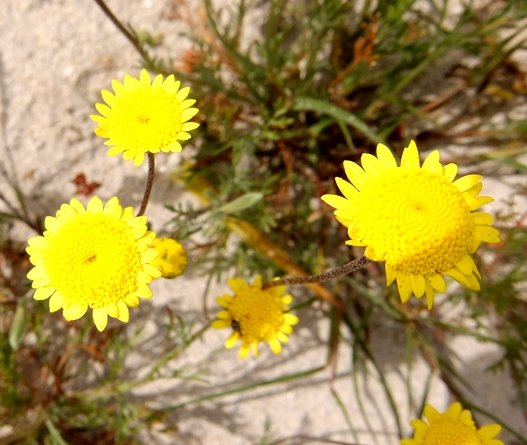 Cotula duckittiae