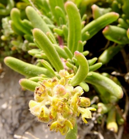 Tetragonia fruticosa