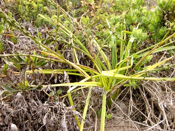 Trachyandra ciliata