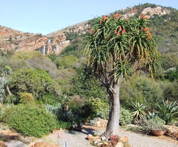 Aloidendron barberae in flower