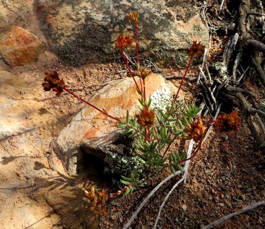 Crassula subaphylla var. subaphylla