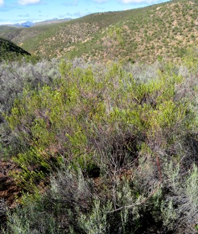 Diosma prama in renosterveld