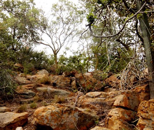 Magaliesberg rock