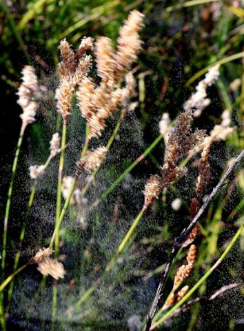 Restio triticeus inflorescences