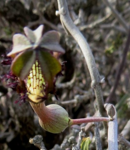 Ceropegia fimbriata subsp. geniculata flower base