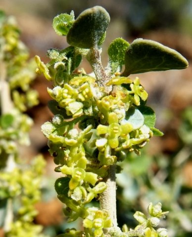Cissampelos capensis flowers