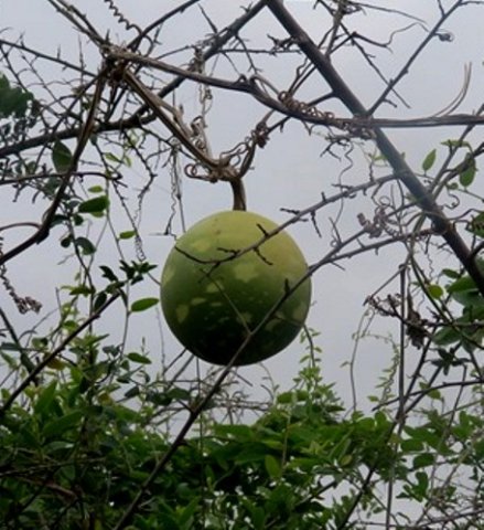 Lagenaria sphaerica fruit