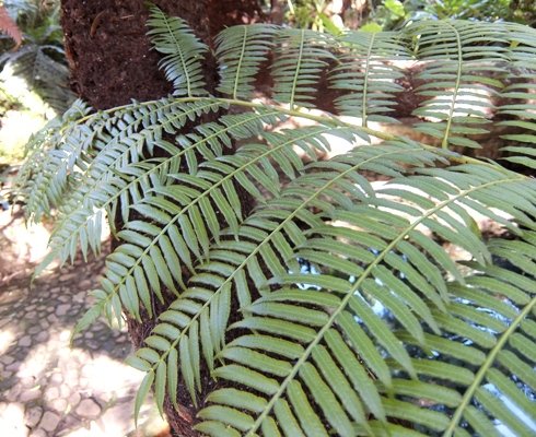 Ptisana fraxinea, a frond