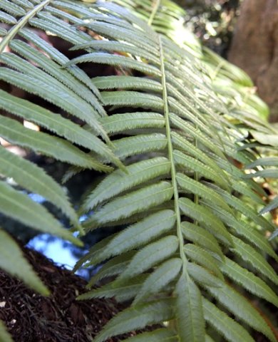Ptisana fraxinea
