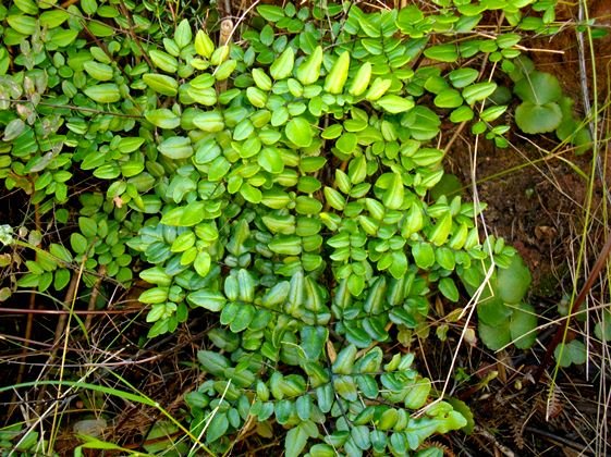 Pellaea pteroides