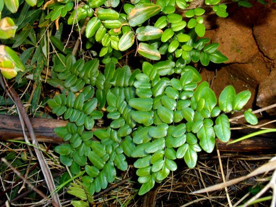 Pellaea pteroides similar frond segments