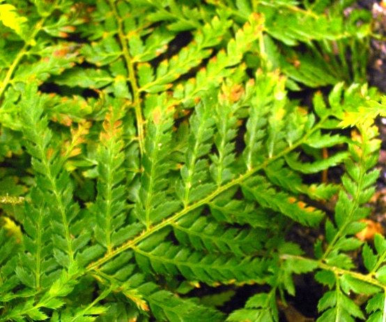 Polystichum incongruum
