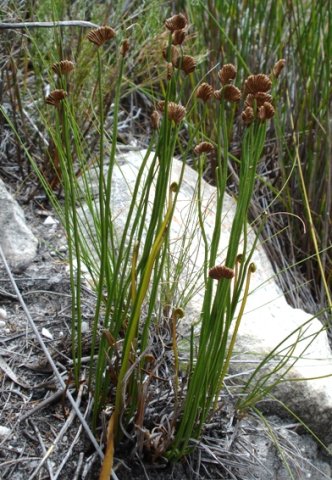 Schizaea pectinata