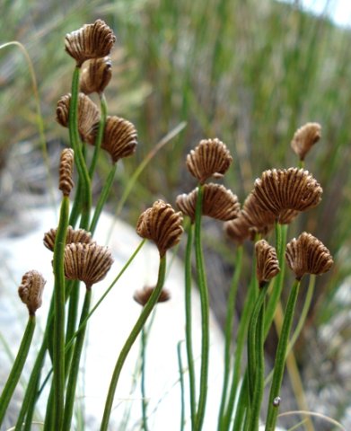 Schizaea pectinata sporangia are in these comb-like structures