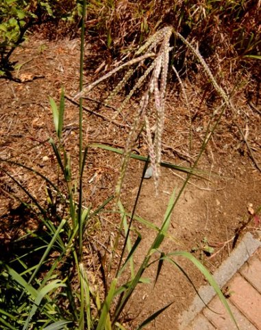 Paspalum dilatatum leaves