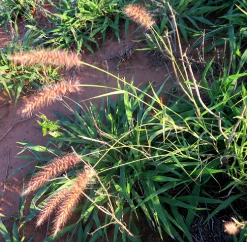 Pennisetum setaceum, an exotic