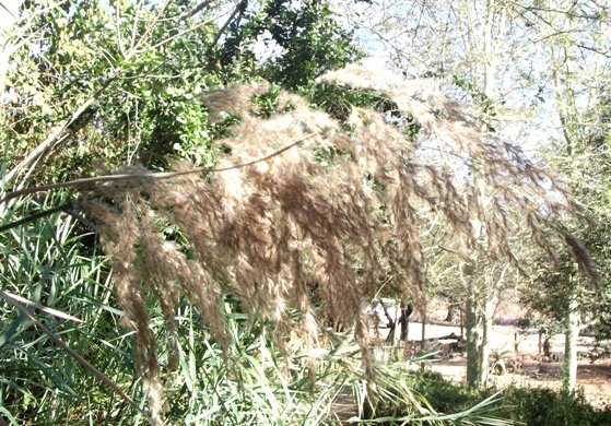 Phragmites australis
