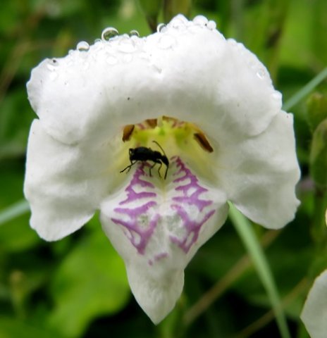 Asystasia gangetica subsp. micrantha or A. intrusa flower