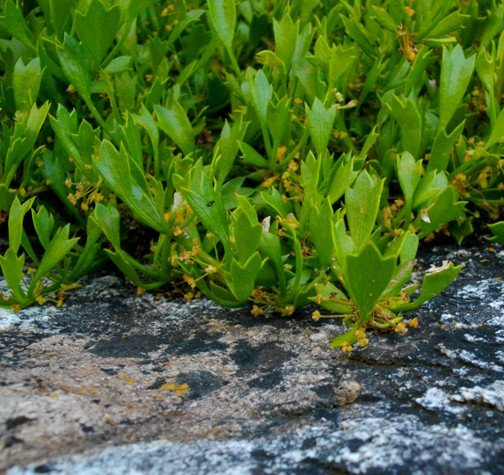 Centella triloba