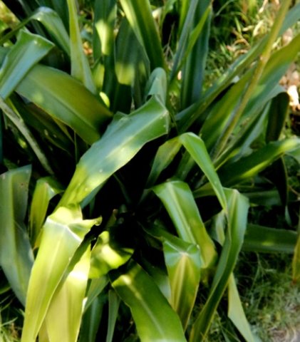 Chlorophytum krookianum leaves