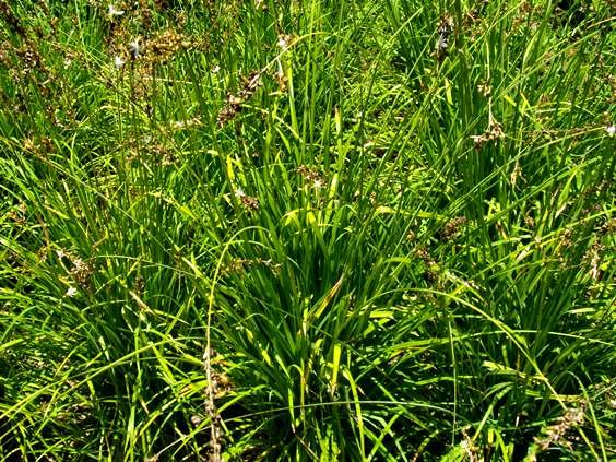 Chlorophytum saundersiae