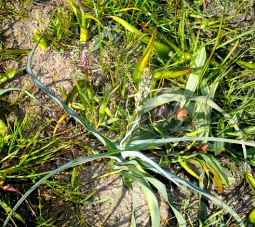 Chlorophytum triflorum