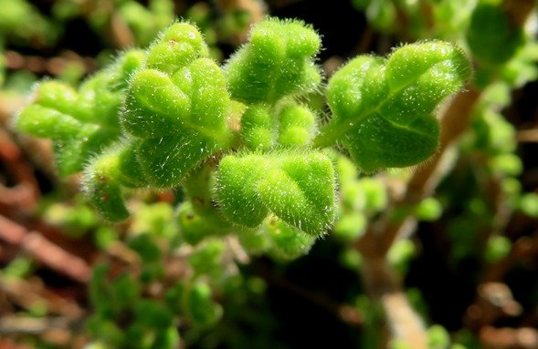 Coleus venteri young leaves