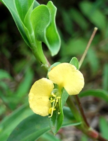 Commelina africana flower