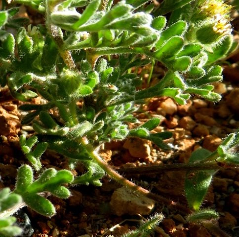 Foveolina dichotoma searching green fingers
