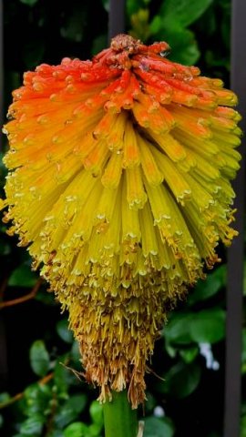 Kniphofia uvaria