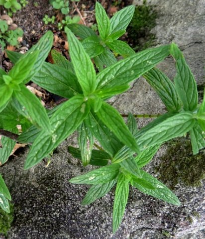 Mentha longifolia subsp. capensis