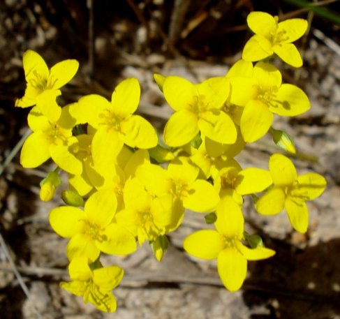 Sebaea aurea