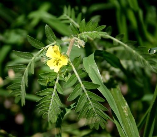 Tribulus terrestris leaves