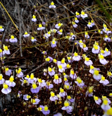 Utricularia bisquamata