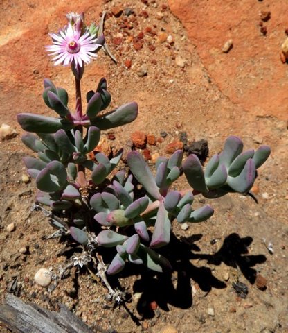 Oscularia cedarbergensis