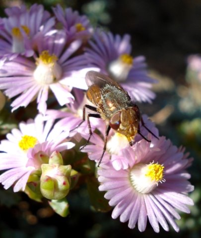 Oscularia deltoides being probed