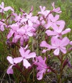 Cycnium racemosum flowers