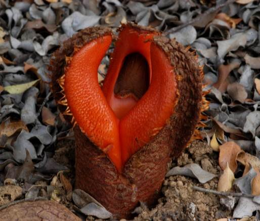 Hydnora africana flower