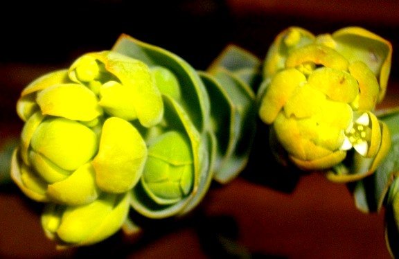 Thesium euphorbioides floral bracts