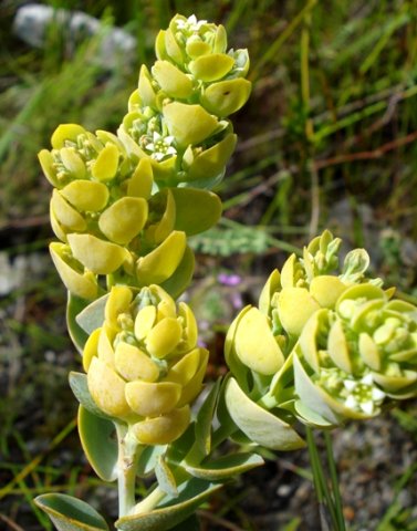 Thesium euphorbioides leaves, bracts, buds and flowers