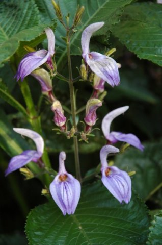 Brillantaisia cicatricosa