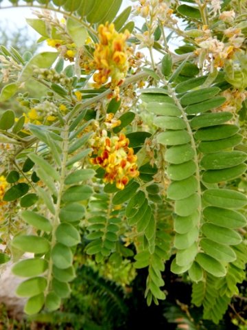 Calpurnia woodii leaves