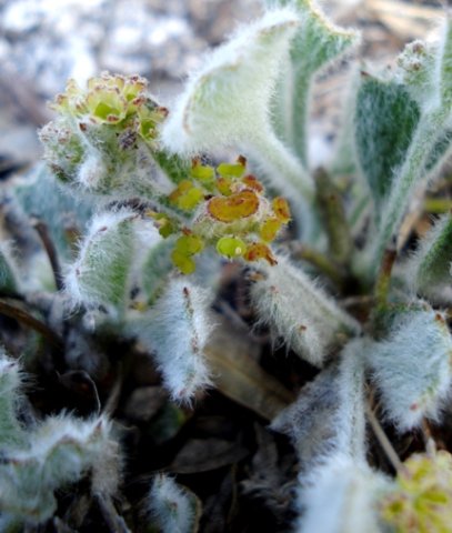 Centella difformis