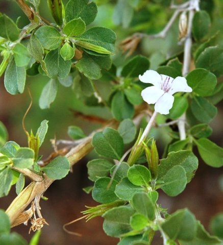 Dyschoriste fischeri flowering at Burgersfort