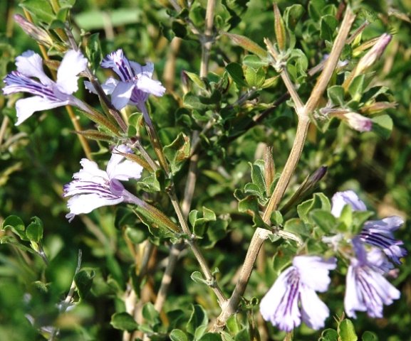 Dyschoriste rogersii
