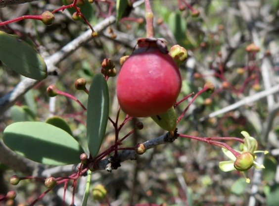 Gloveria integrifolia skew fruit