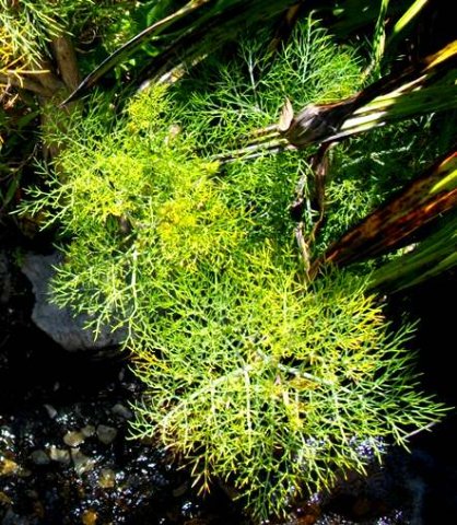 Notobubon capense leaves