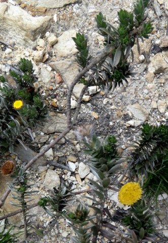 Schistostephium umbellatum stems