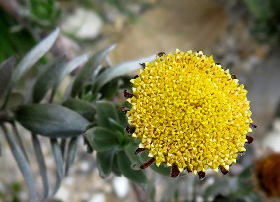 Schistostephium umbellatum flowerhead