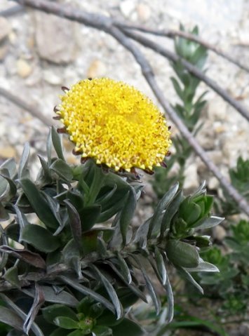 Schistostephium umbellatum